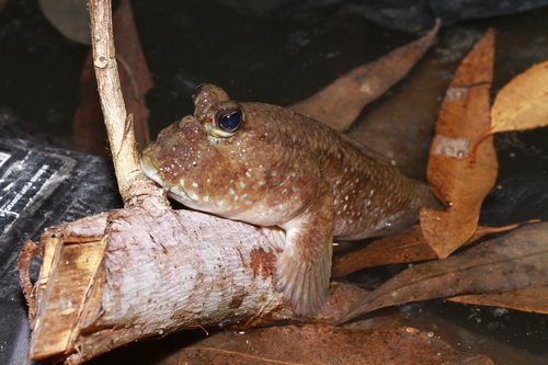 Periophthalmodon schlosseri