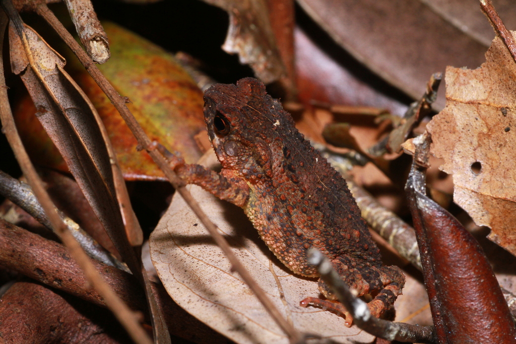 Kodok-buduk Bergerigi (Ingerophrynus divergens)