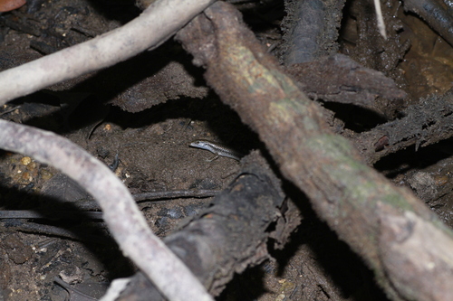 Emoia atrocostata