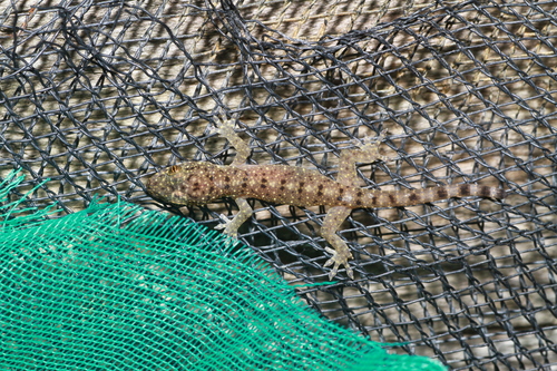 Gekko monarchus