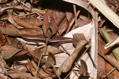 Eutropis multifasciata