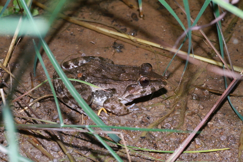 Fejervarya cancrivora