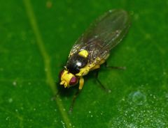 Liriomyza citreifemorata
