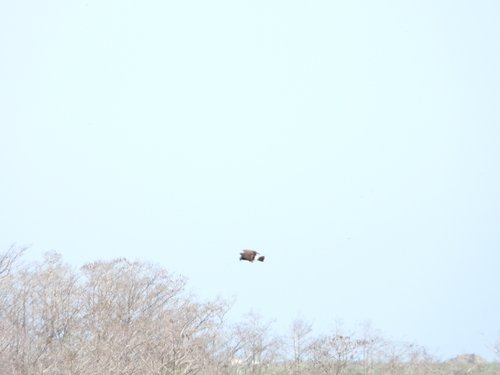 Rostrhamus sociabilis image