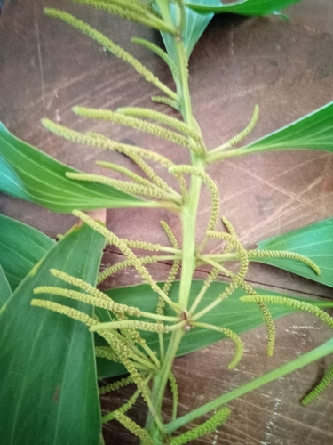 Big-leaved Acacia