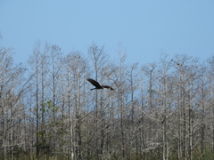 Rostrhamus sociabilis