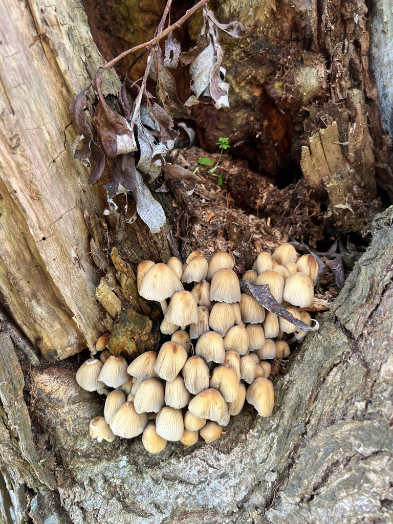 Coprinellus micaceus · March 2026 · photo: © hugorainey (iNaturalist, cc-by)