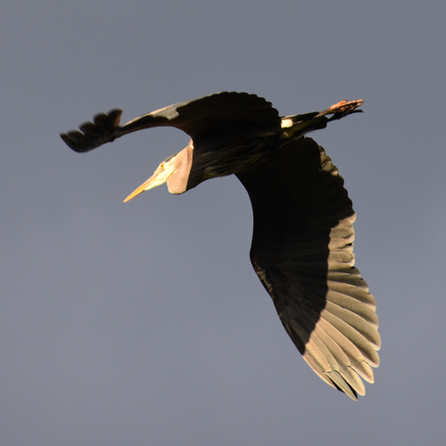 Great Blue Heron photographed in Oregon