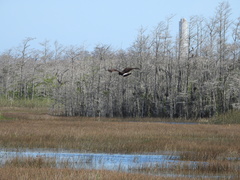 Rostrhamus sociabilis