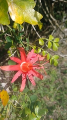 Passiflora murucuja, photograph (c) Mario Guzmán, some rights reserved (CC BY)