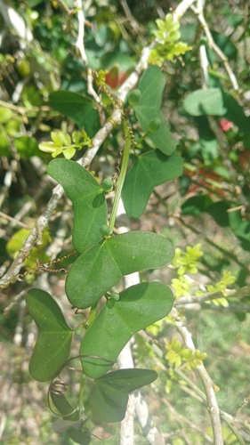 Passiflora murucuja, photograph 6