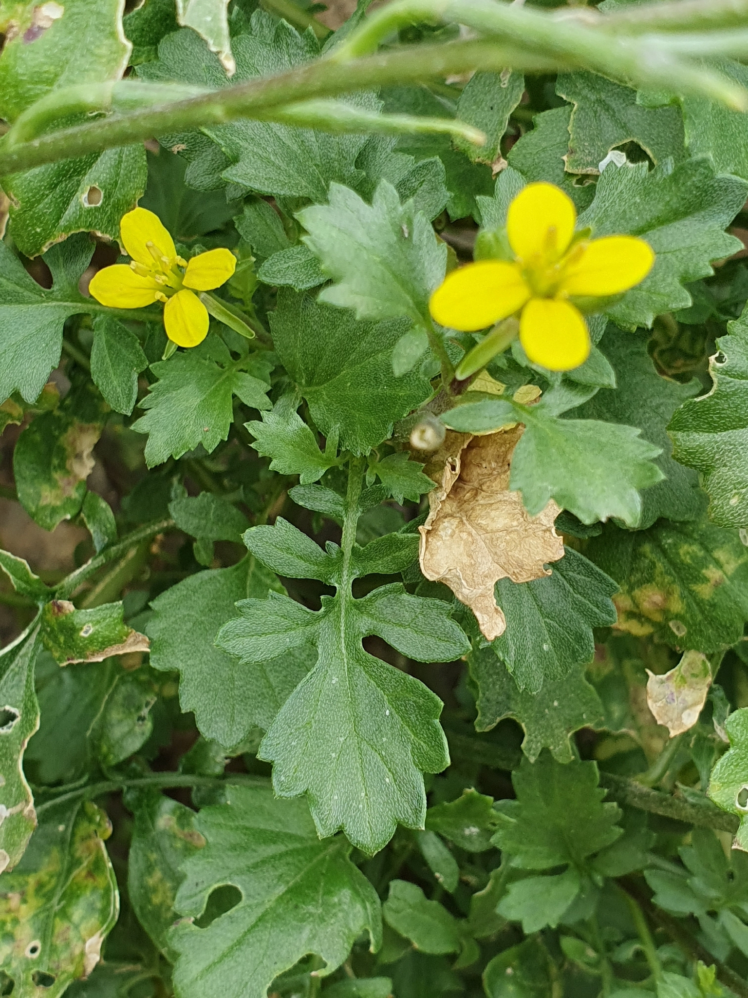 Sinapis pubescens