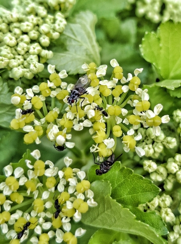 Anthomyia procellaris