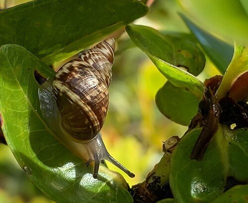 Partulina physa