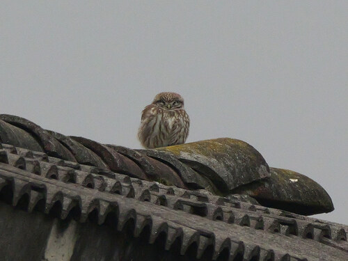 View observation of {o.common_name} on iNaturalist