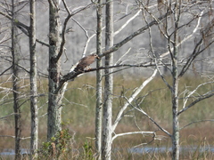 Rostrhamus sociabilis