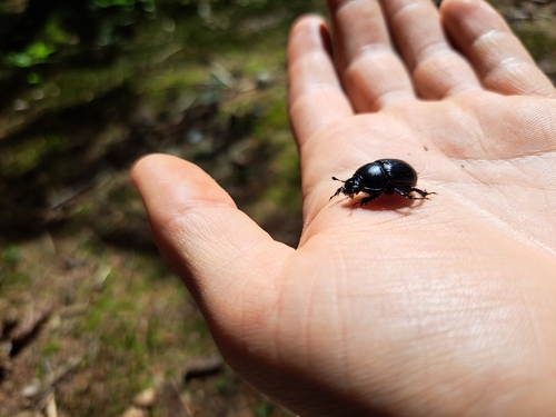 Waldmistkäfer