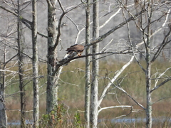 Rostrhamus sociabilis