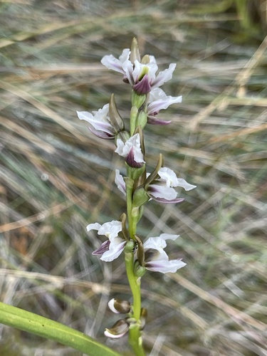 Prasophyllum suttonii, 2026-03-03