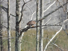 Rostrhamus sociabilis