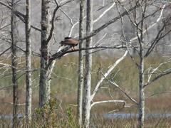 Rostrhamus sociabilis