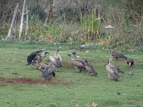 White-backed Vulture