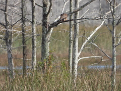 Rostrhamus sociabilis