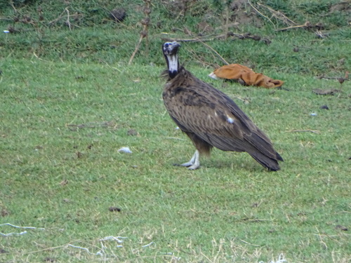 Hooded Vulture