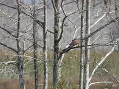 Rostrhamus sociabilis