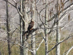 Rostrhamus sociabilis