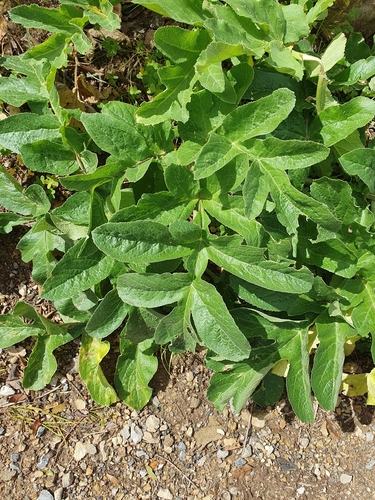 Magydaris pastinacea