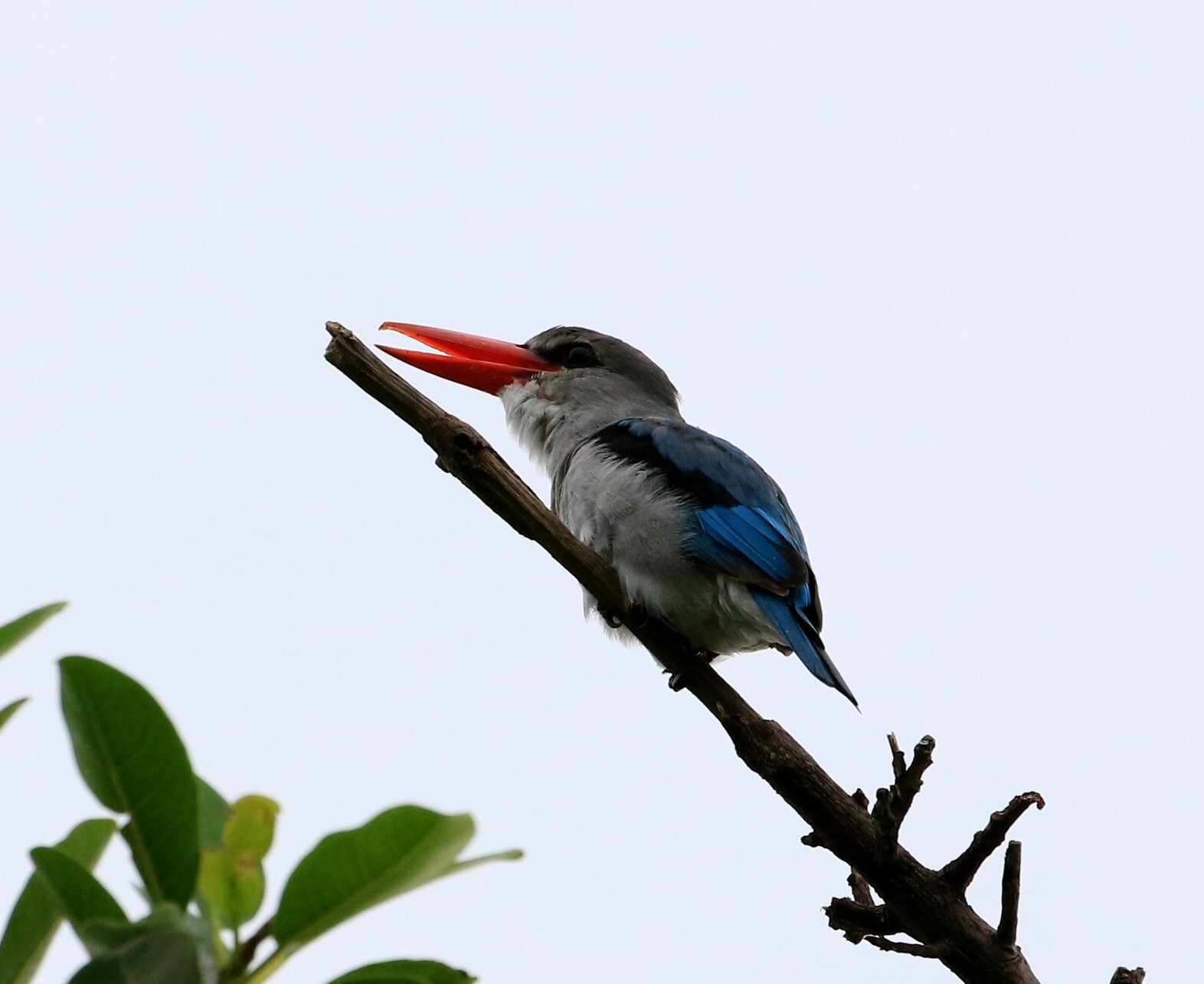 Mangrove Kingfisher (Halcyon senegaloides), photo 1