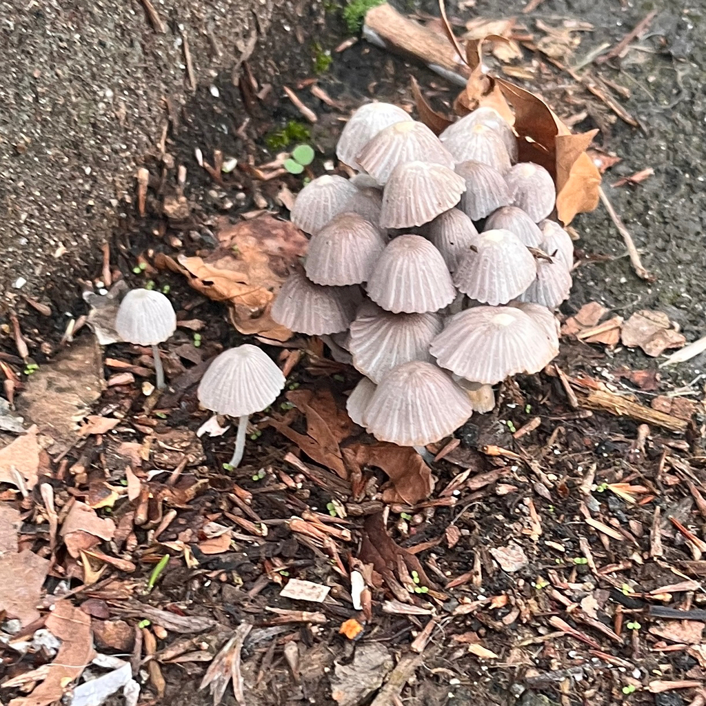 Coprinellus disseminatus · March 2026 · photo: © andrea_l (iNaturalist, cc-by)