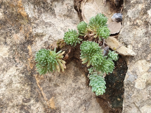 Sedum multiceps, photograph 6