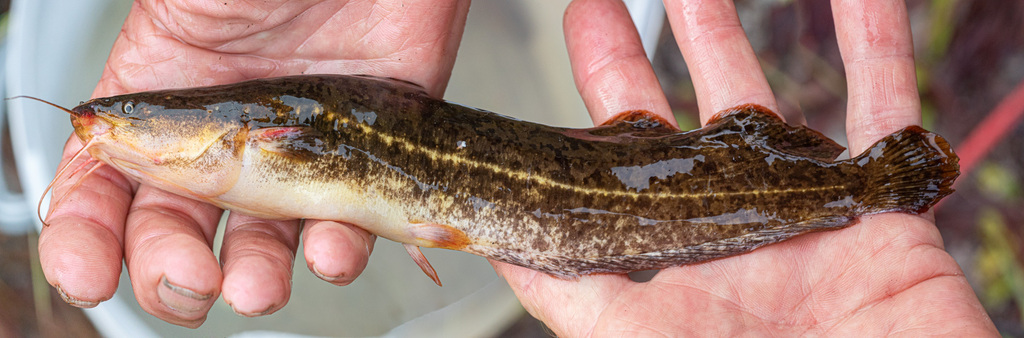 Blotched catfish (Clarias stappersii) — Clariidae