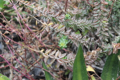 Sedum calcicola