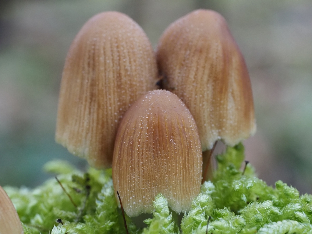Micacei · March 2026 · photo: © vincent_b (iNaturalist, cc-by)