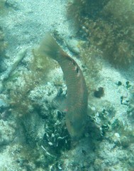 Pseudolabrus luculentus