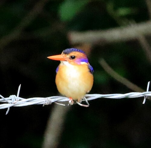 African Pygmy Kingfisher