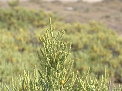 Arthrocaulon macrostachyum