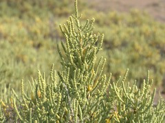 Arthrocaulon macrostachyum