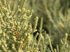 Arthrocaulon macrostachyum