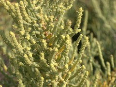 Arthrocaulon macrostachyum