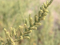 Arthrocaulon macrostachyum