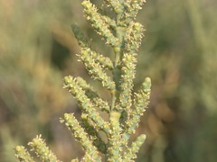 Arthrocaulon macrostachyum