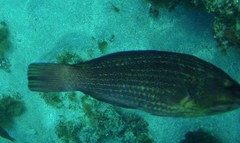 Notolabrus inscriptus