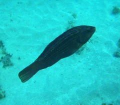 Notolabrus inscriptus