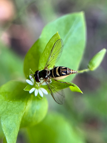 Unknown species found near N Arroyo Blvd, Pasadena, CA, US