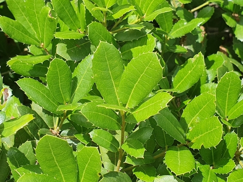 False-kermes oak (Quercus pseudococcifera)