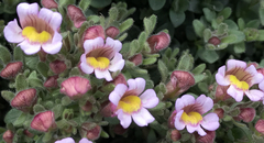 Chaenorhinum villosum